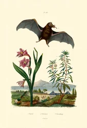 Gladiolus